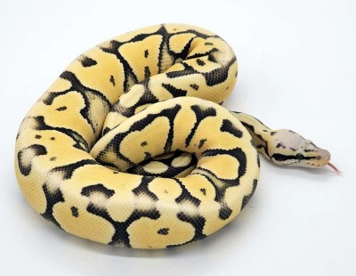 animal image