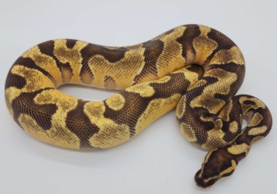 animal image