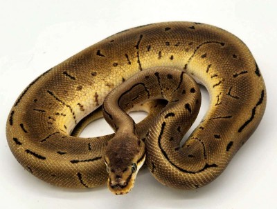 animal image