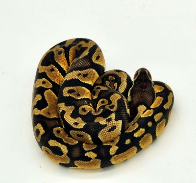animal image