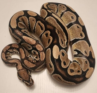 animal image