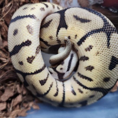 animal image