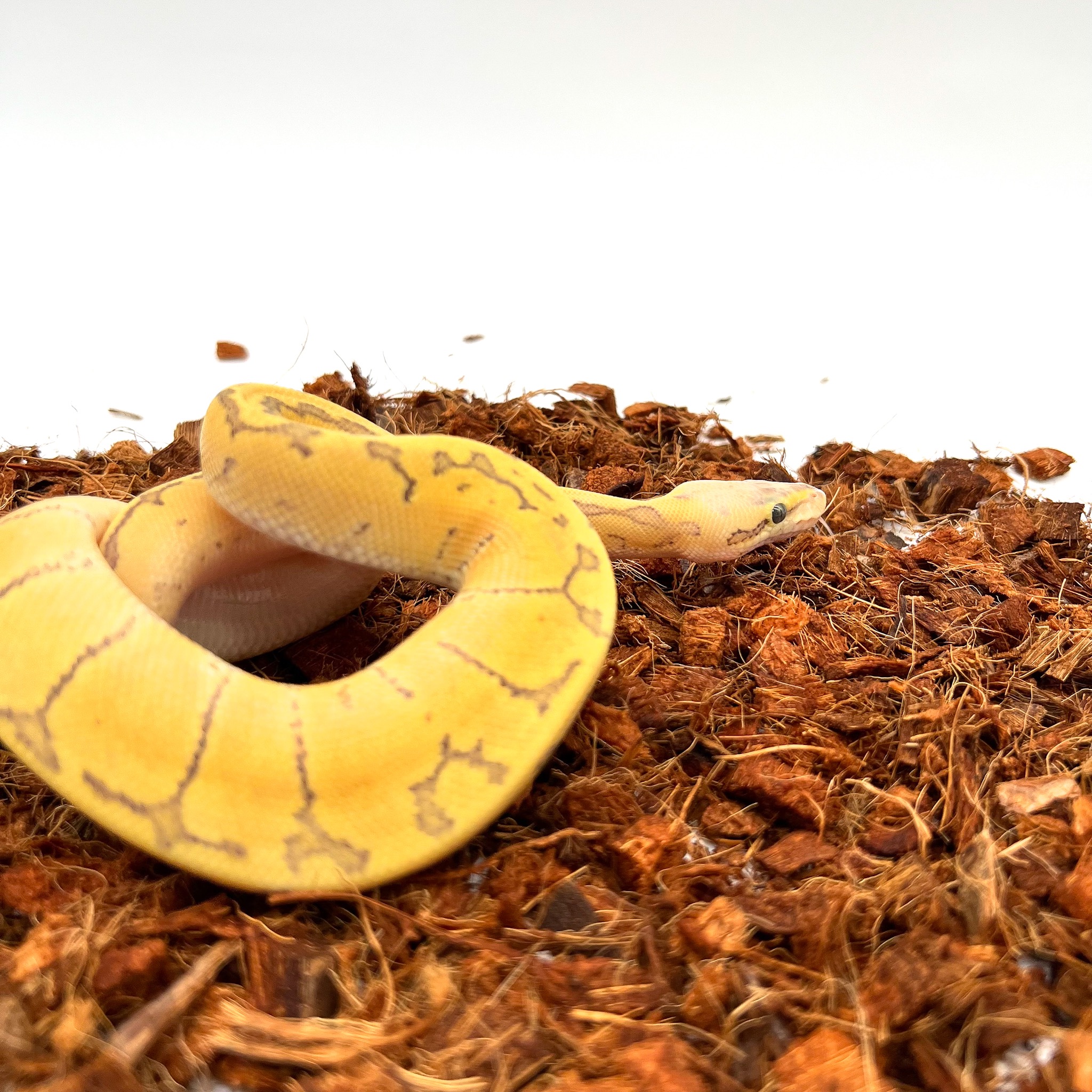 animal image