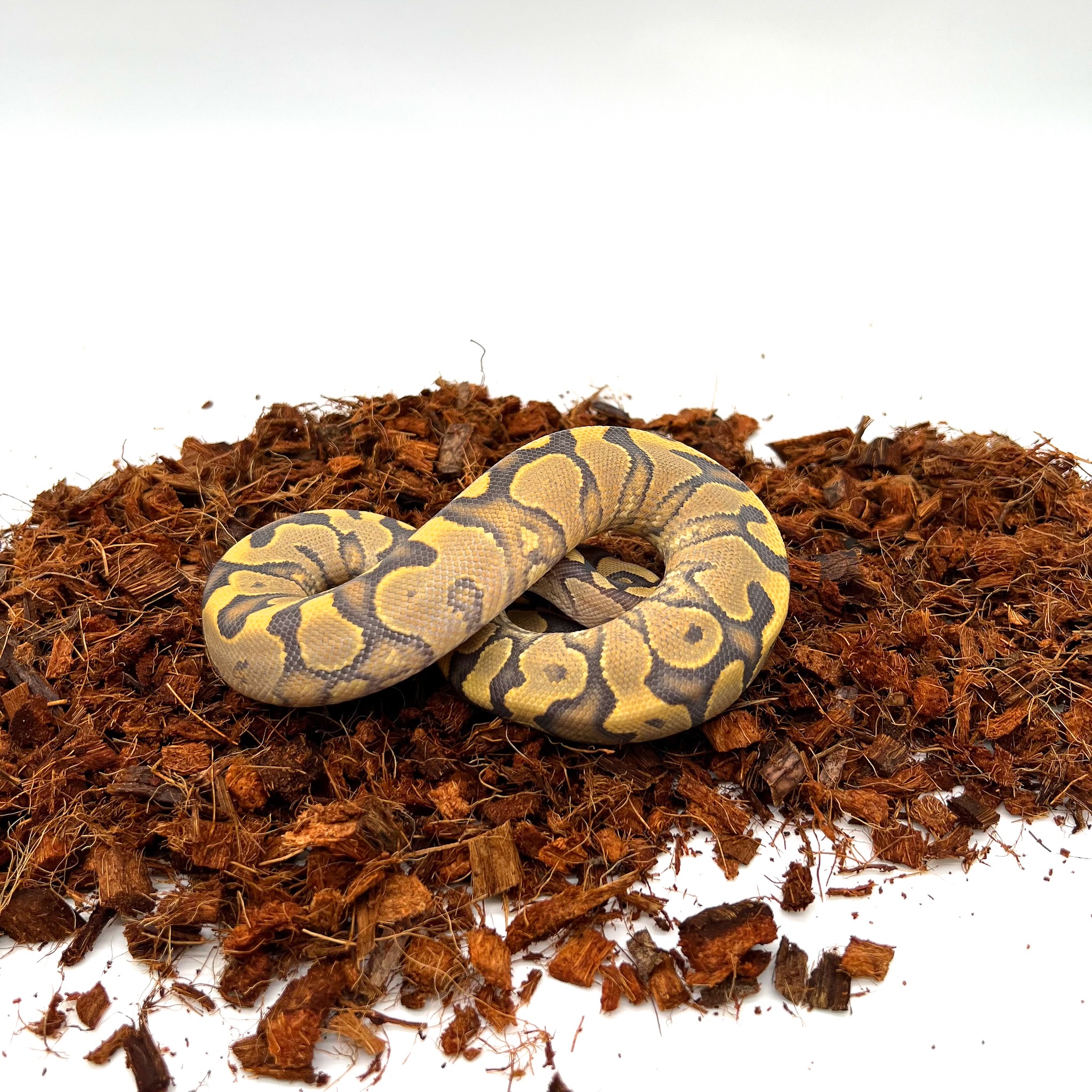 animal image