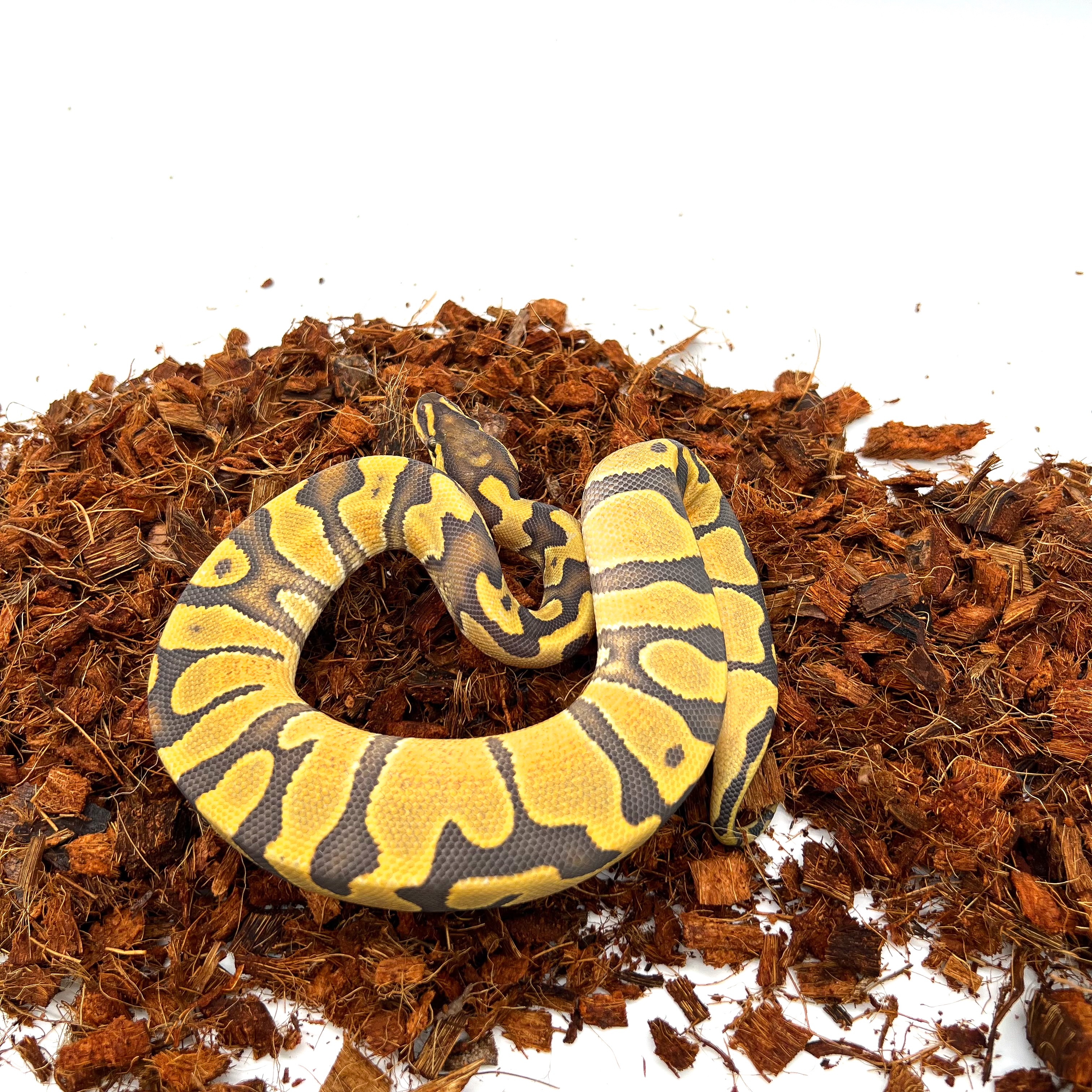 animal image