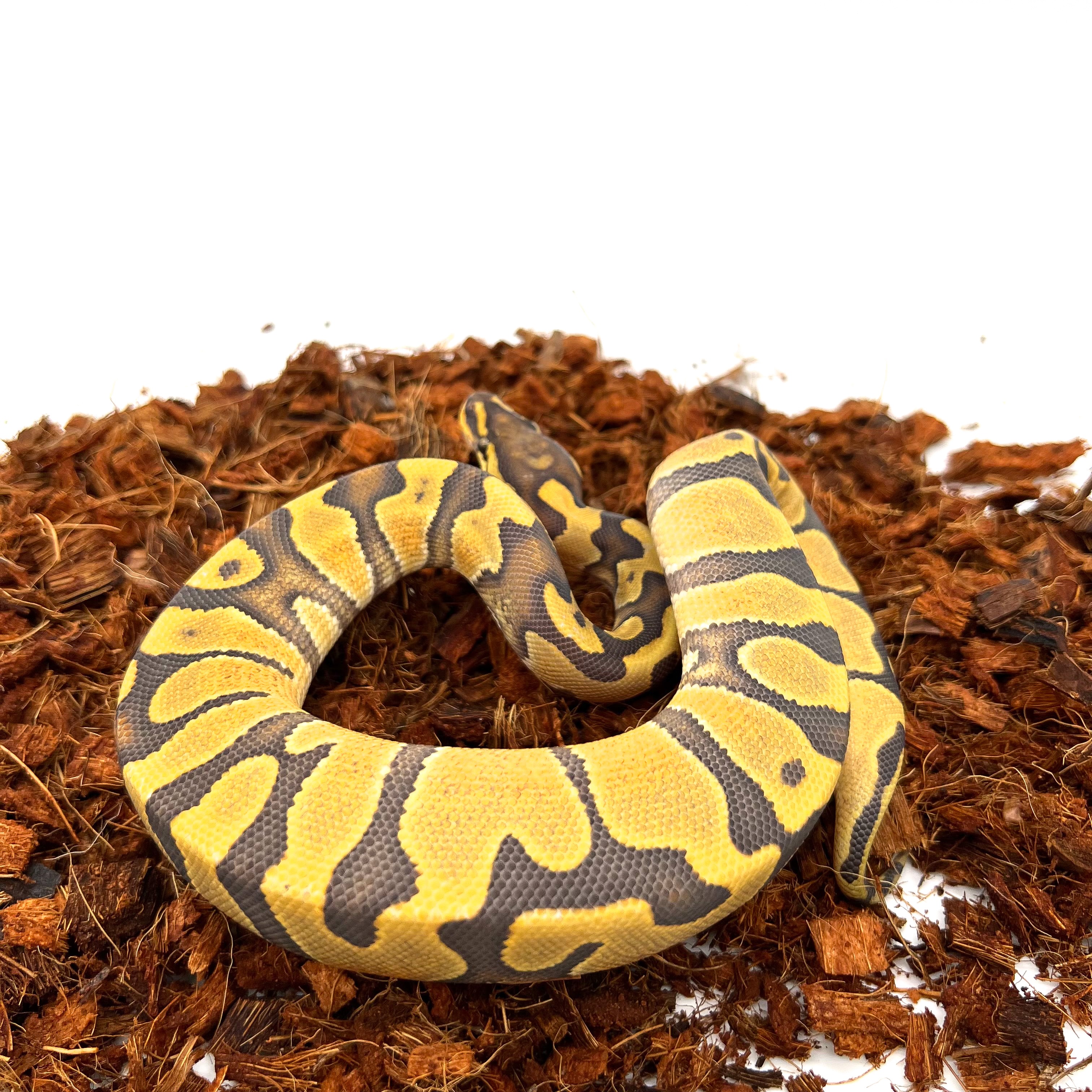 animal image