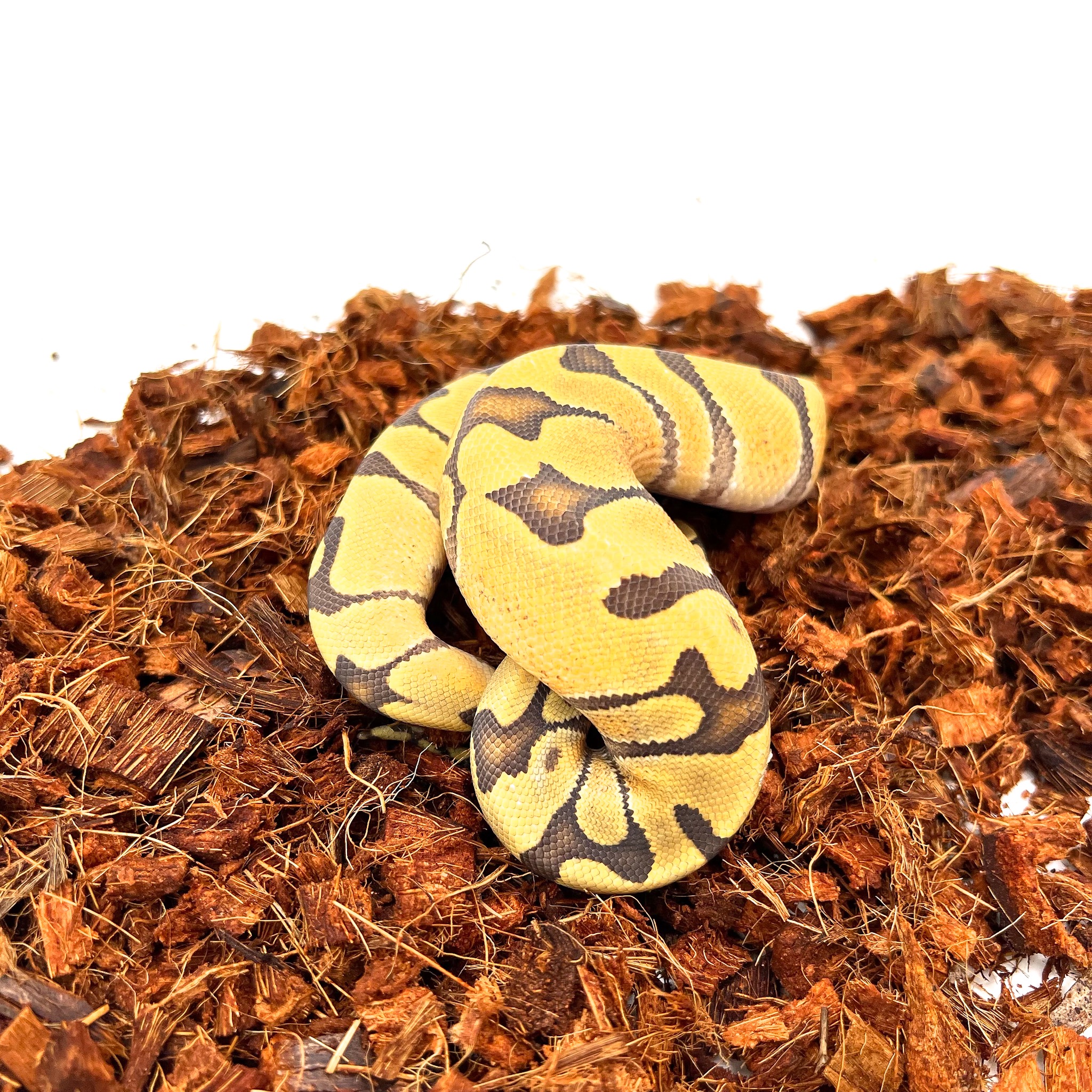animal image