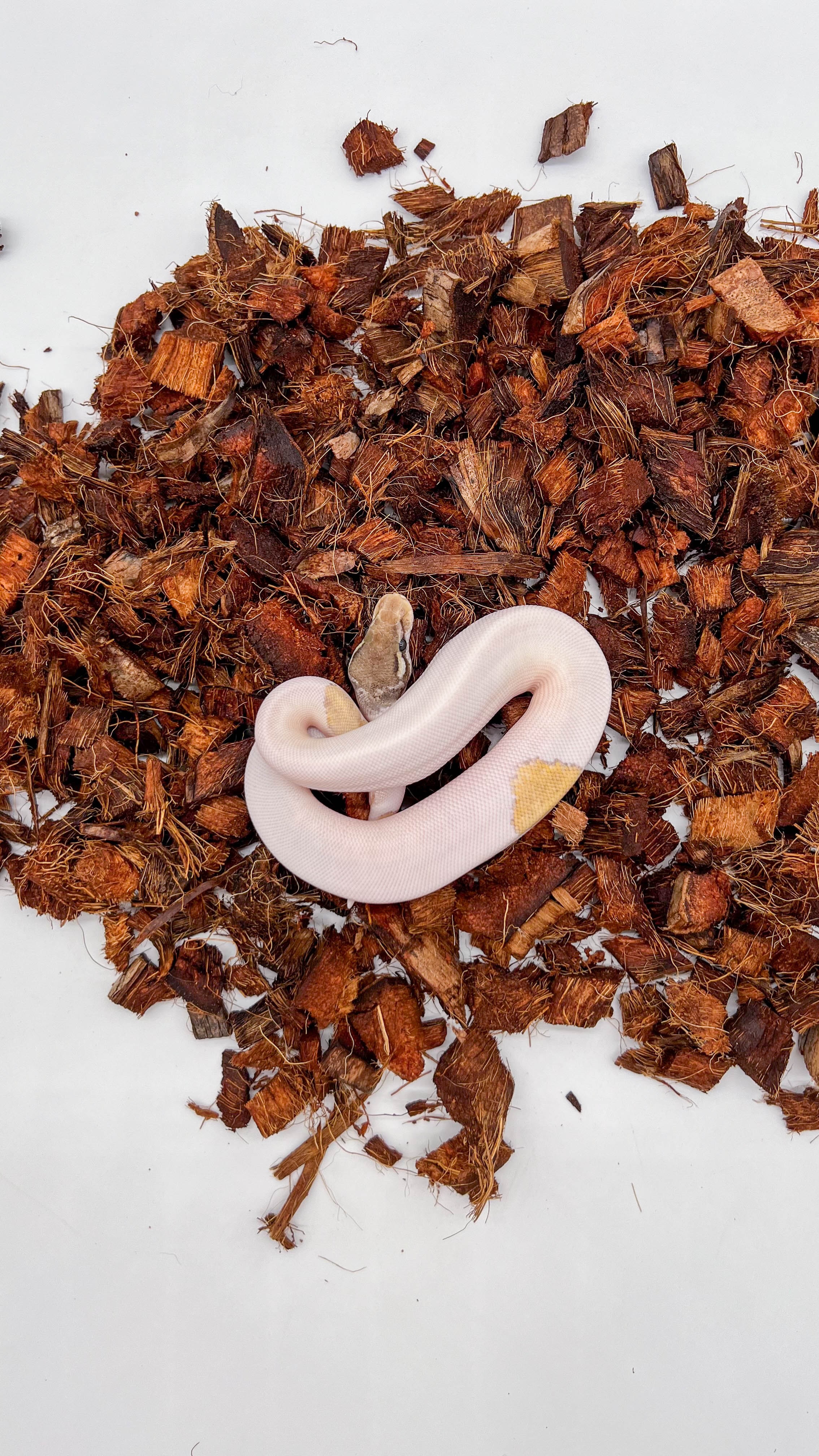 animal image