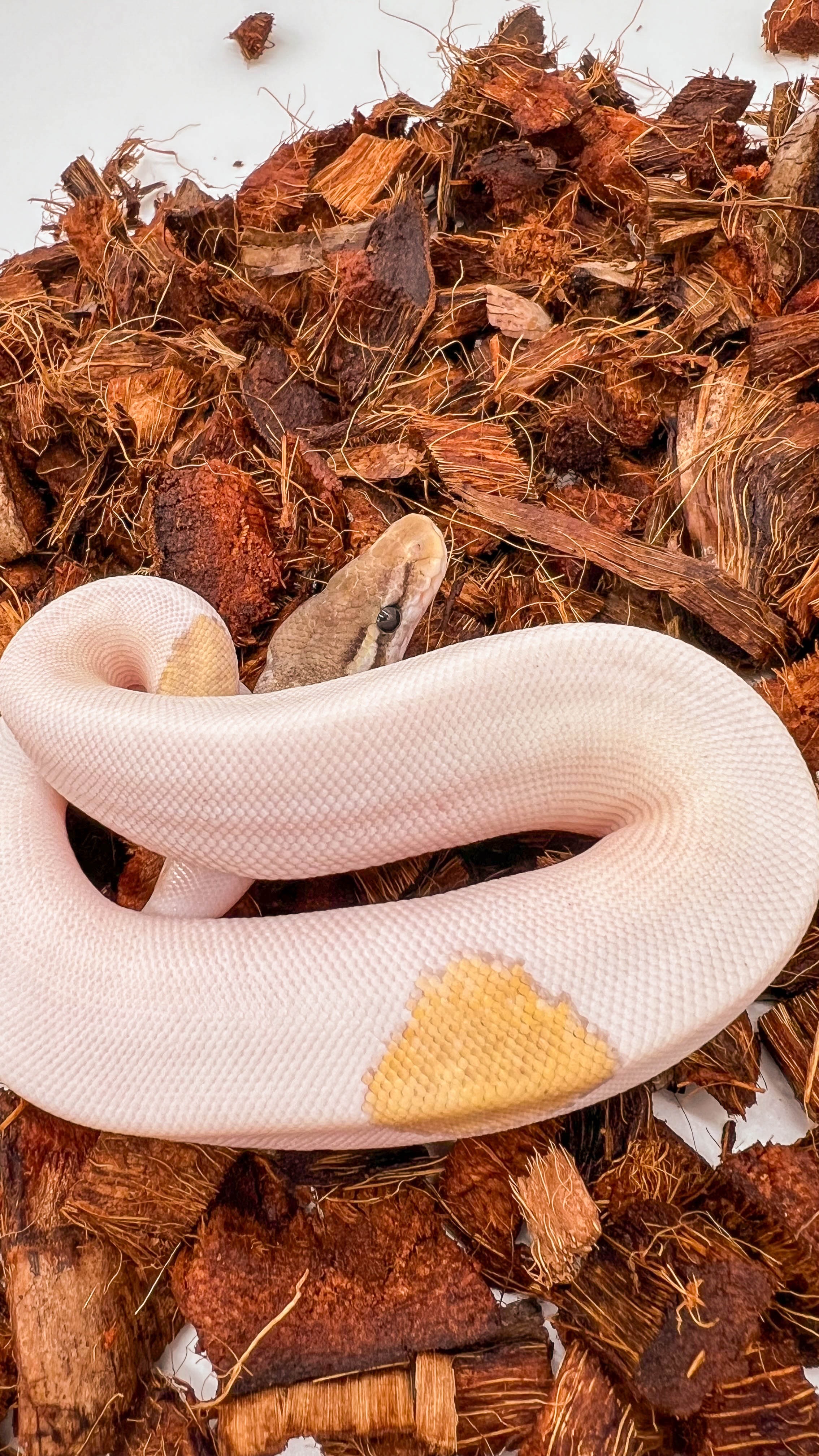animal image