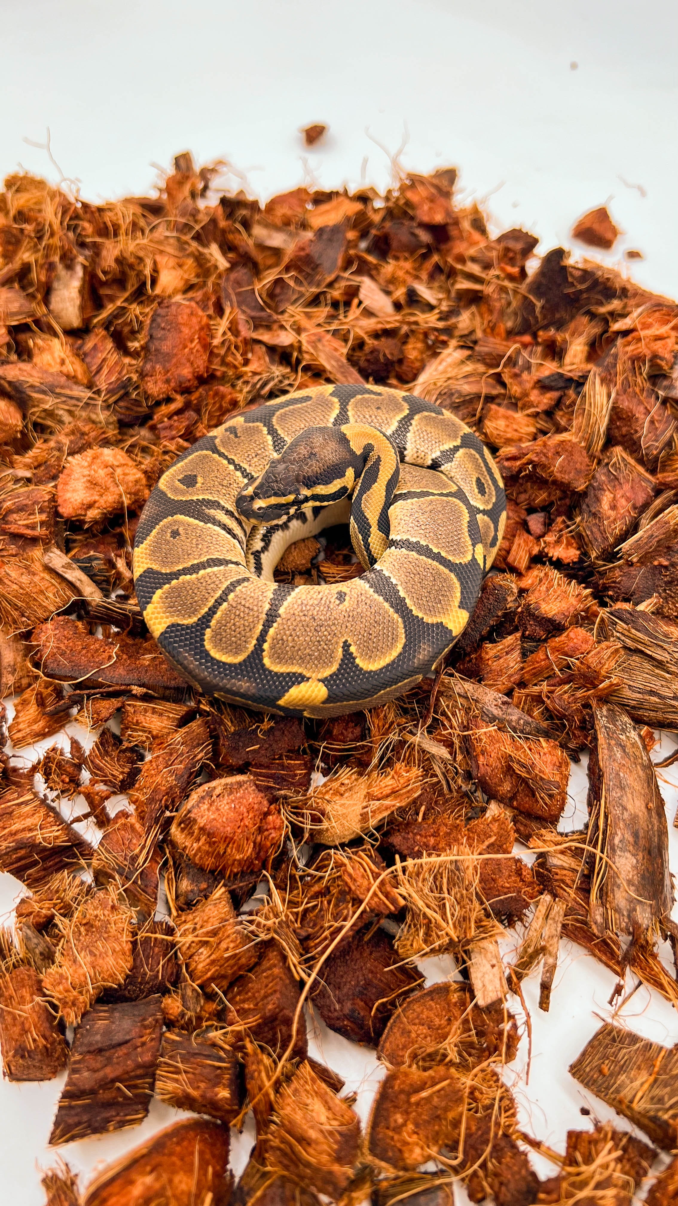 animal image