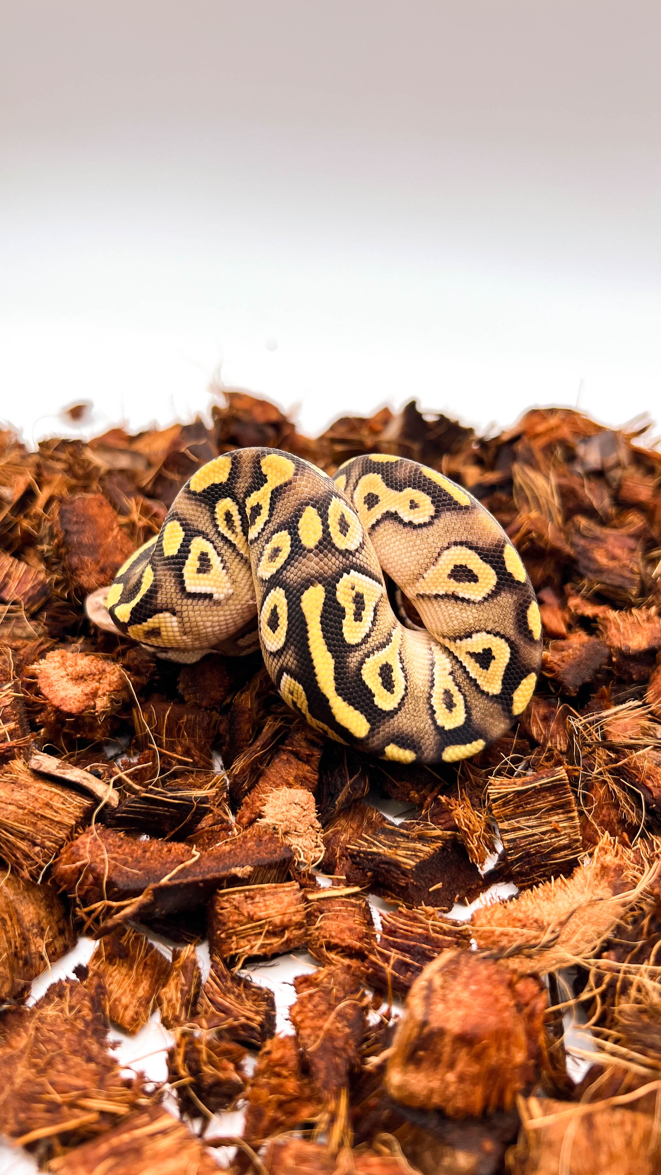 animal image
