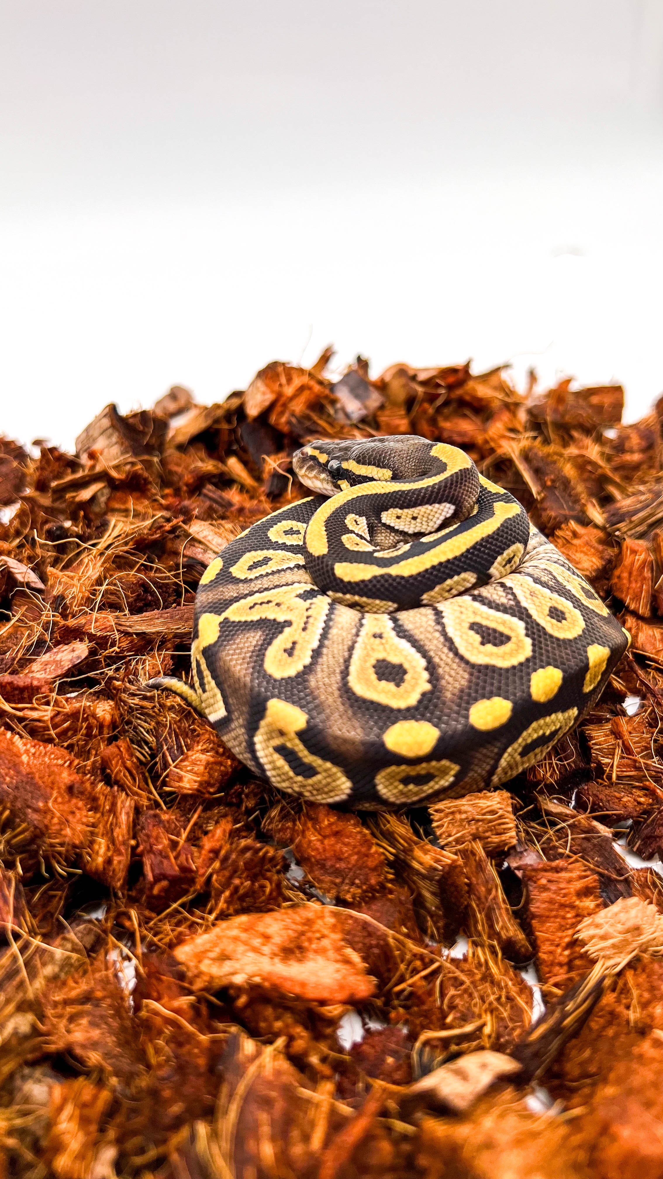 Percy