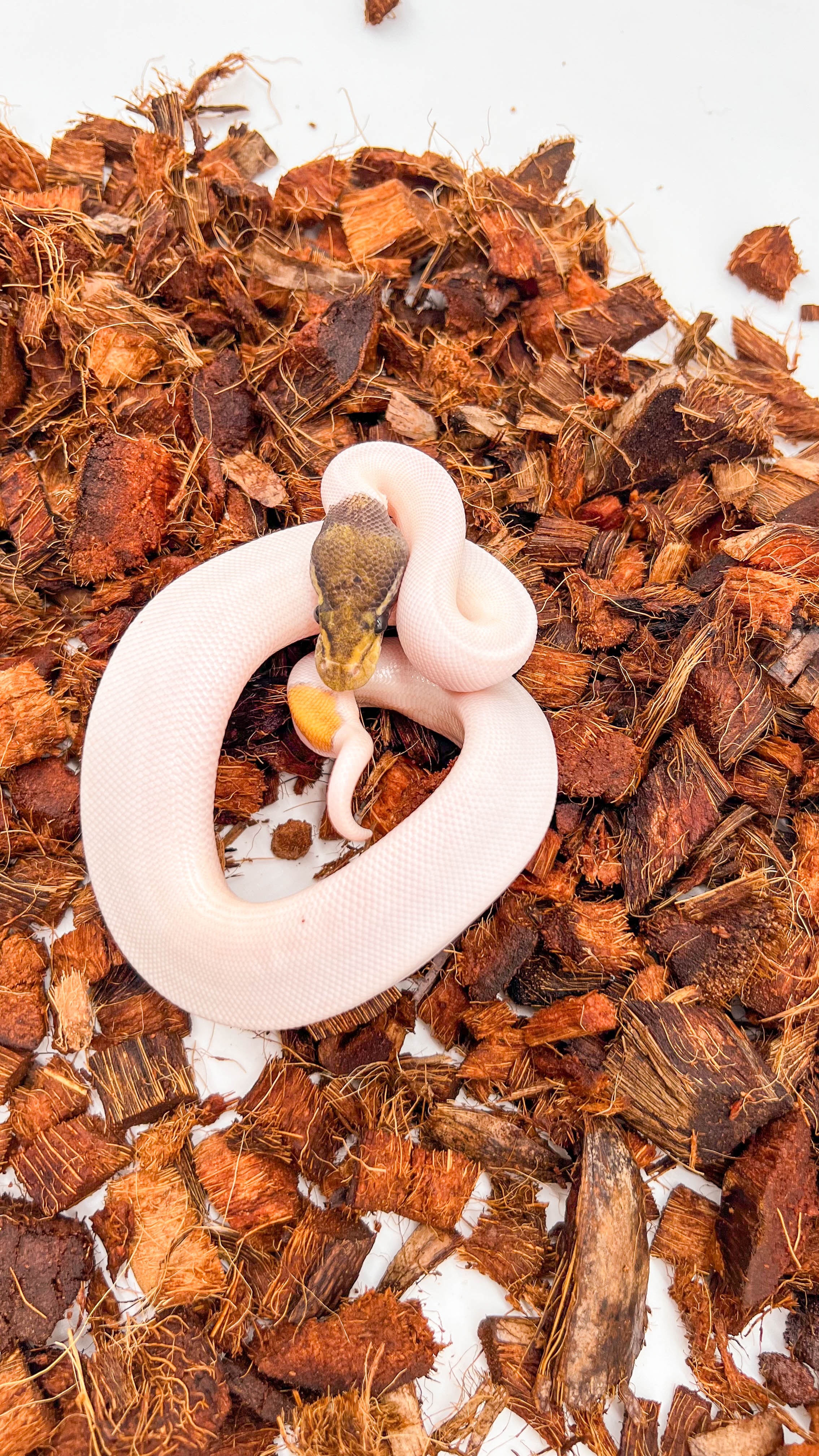animal image