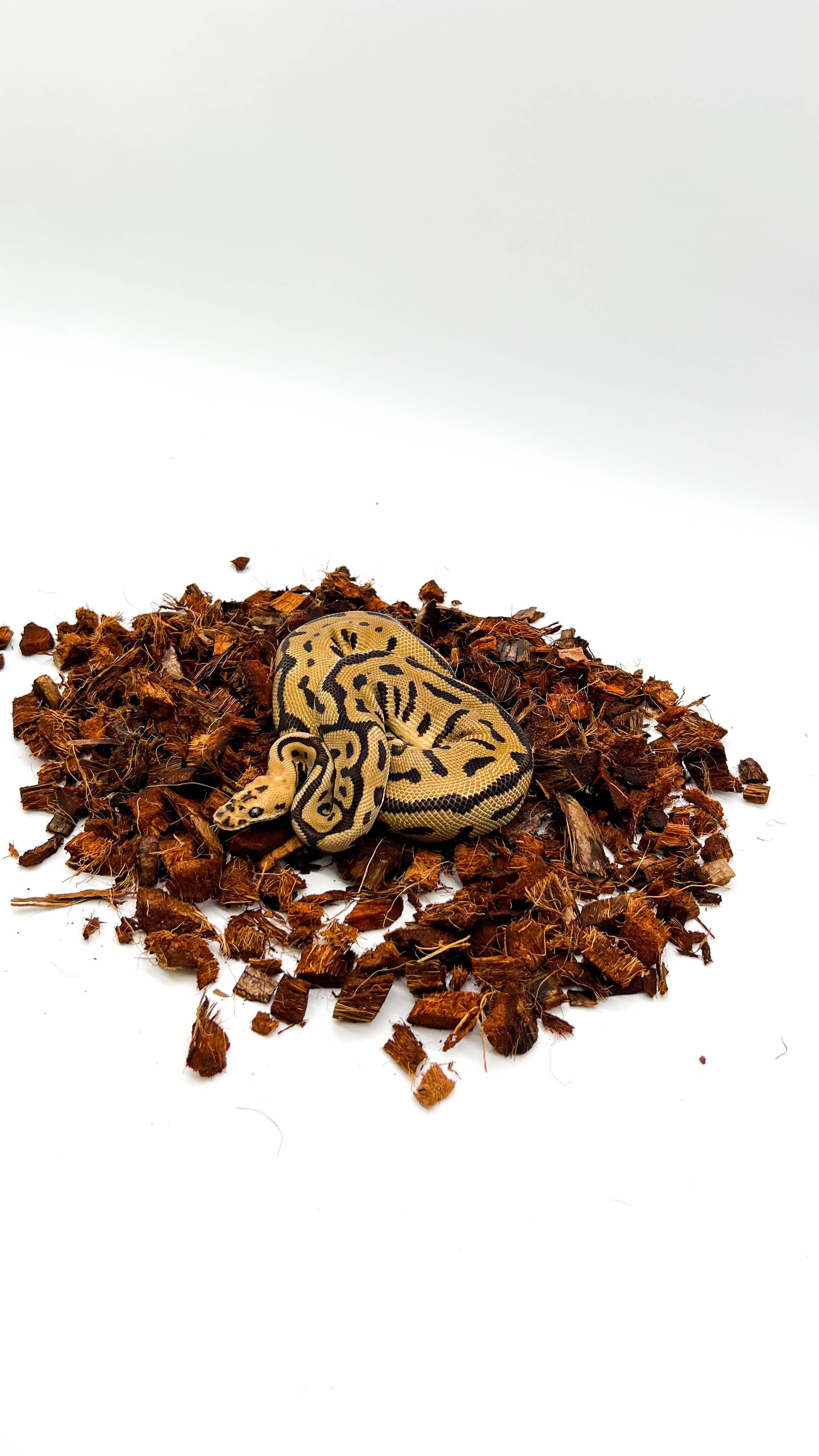 animal image
