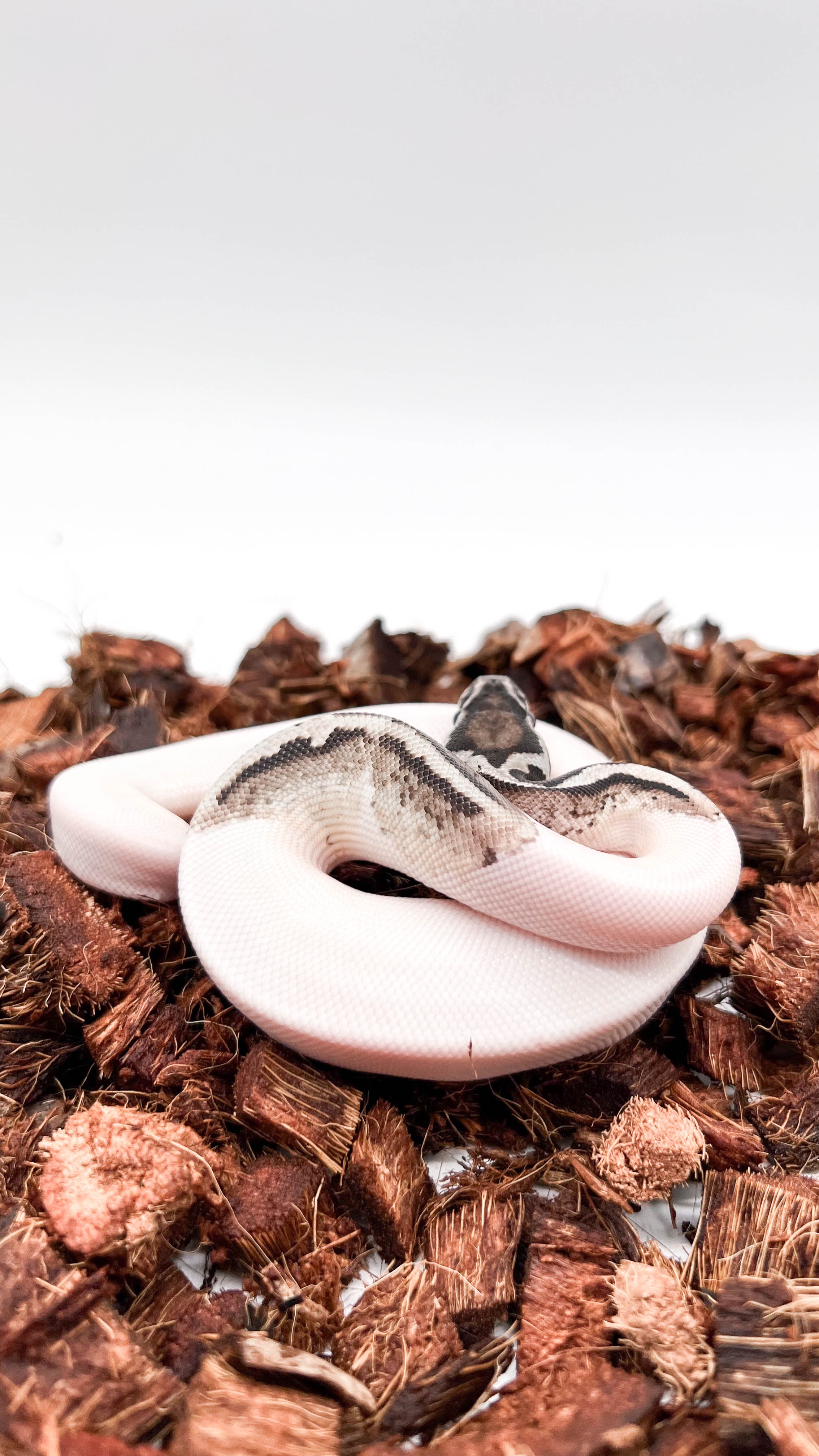 animal image