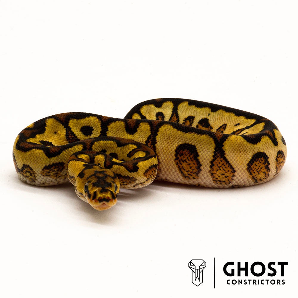 animal image