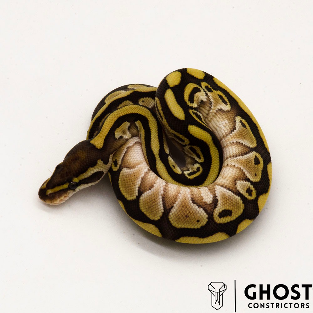 animal image