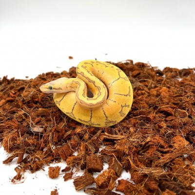 animal image