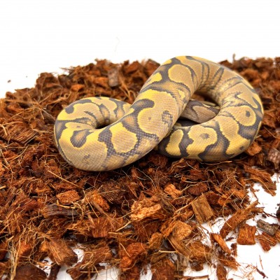 animal image