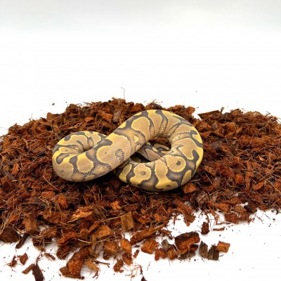 animal image