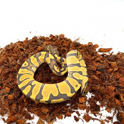 animal image