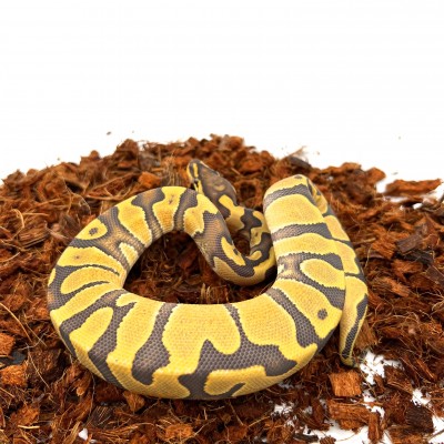 animal image