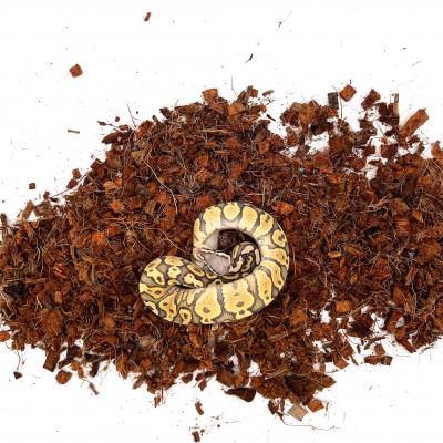animal image