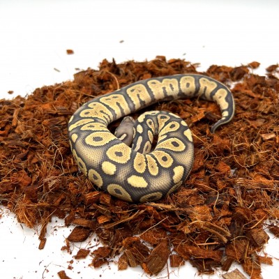 animal image
