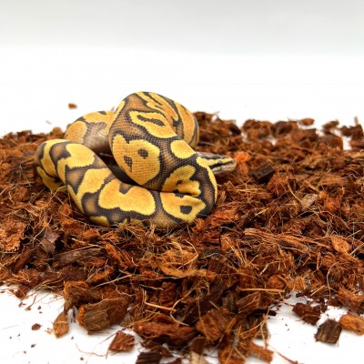 animal image