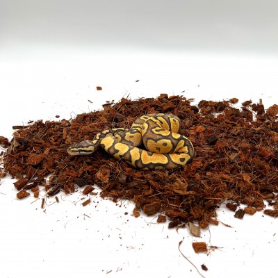 animal image