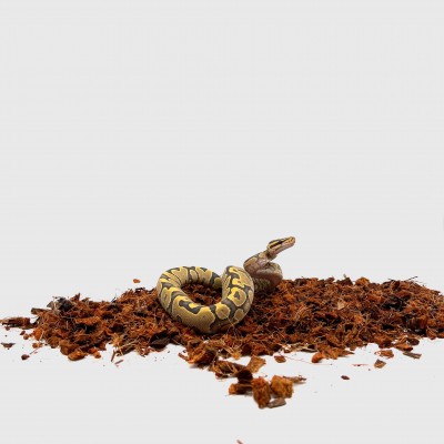 animal image
