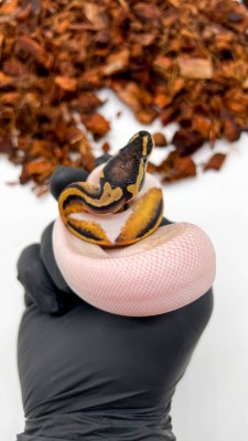 animal image