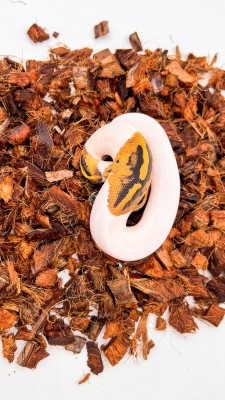 animal image