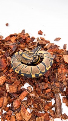 animal image