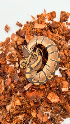 animal image