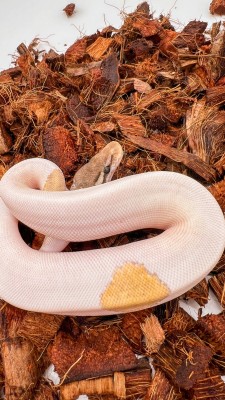 animal image
