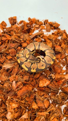 animal image
