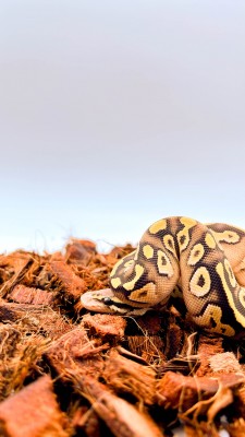 animal image