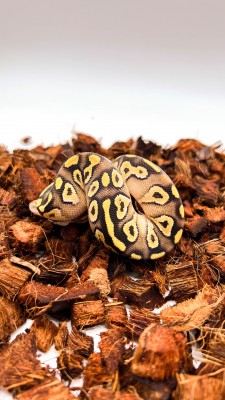 animal image