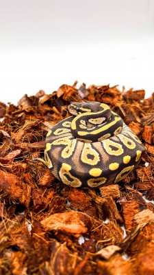animal image