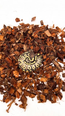 animal image