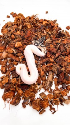 animal image