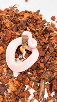 animal image