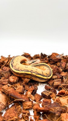 animal image