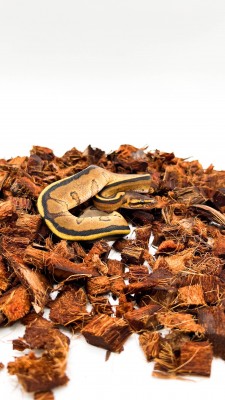 animal image