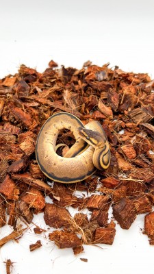 animal image
