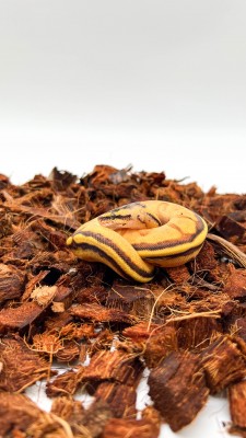 animal image