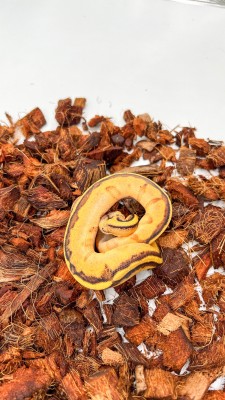 animal image