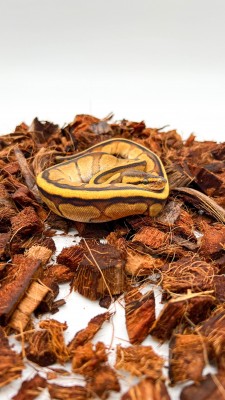 animal image