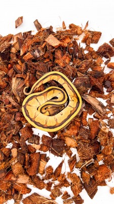 animal image